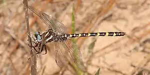 Sarracenia spiketail (Cordulegaster sarracenia) Rapides Parish, Louisiana