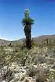 Yucca faxoniana in Texas, with mature fruits