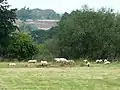 Sheep grazing the Ham