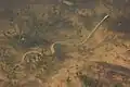 Arid Land Ribbonsnake swimming in canyon riverbed