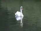 A mute swan in South Park