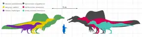 Scale diagram; Irritator was much bigger than a human, but small compared to other spinosaurids