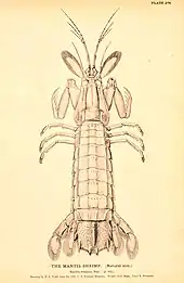 Image 4Squilla empusa, a mantis shrimp (from Malacostraca)