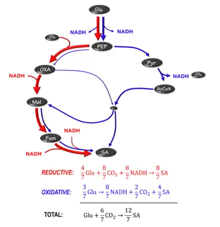 Figure 4: Metabolic pathway for producing succinic acid without byproducts. NADH balance is achieved by oxidative glyoxylate cycle.