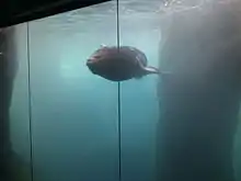 Sunny the sea lion