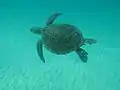 Sea turtle swims in the ocean
