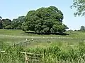 Trees in a parkland setting, Wadenhoe