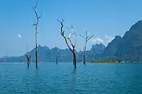 Trees rising out of Cheow Lan Lake.