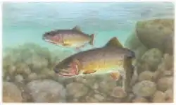 Drawing of two trout swimming