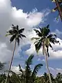 Twin Coconut trees standing up seeing the blue sky