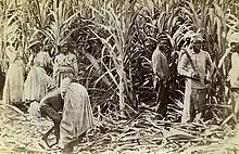Image 6Sugar cane cutters in Jamaica, 1891 (from History of Jamaica)