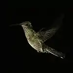 Female F. m. flabellifera, Tobago