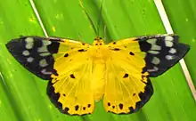 Yellow Moth