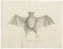 The image is a drawing of a bat.